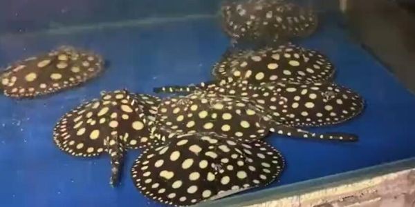 祥龍bd魟魚：一種特定的魟魚——祥龍bd魟魚