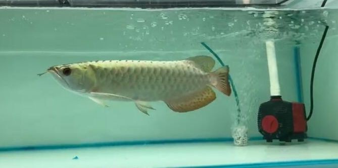 藍珀藍底過背金龍魚3，祥龍魚場品牌龍魚：藍底過背金龍魚3，祥龍魚場品牌龍魚 藍珀藍底過背金龍魚3，祥龍魚場品牌龍魚：藍底過背金龍魚3，祥龍魚場品牌龍魚 藍底過背金龍魚