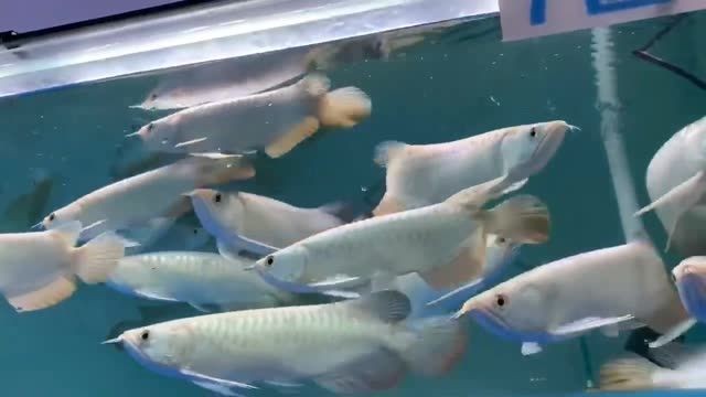大號高背金龍魚：大號高背金龍魚是一種觀賞魚 大號高背金龍魚：大號高背金龍魚是一種觀賞魚 高背金龍魚