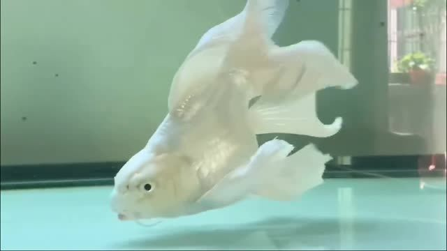 精品蝴蝶鯉魚,精品蝴蝶鯉魚在家自己制作蝴蝶鯉魚的方法并享受美味佳肴,精品蝴蝶鯉魚,在家自制美味蝴蝶鯉魚的簡易方法