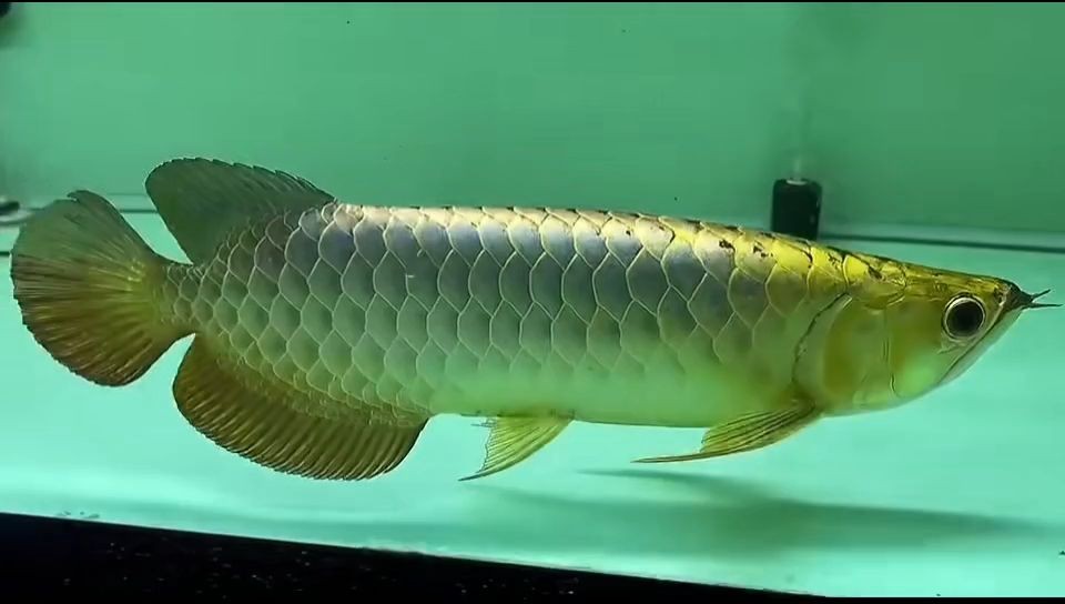 [2025]祥龍魚場的藍底過背金龍魚：祥龍魚場的藍底過背金龍魚對其生態習性和繁殖行為進行了探討