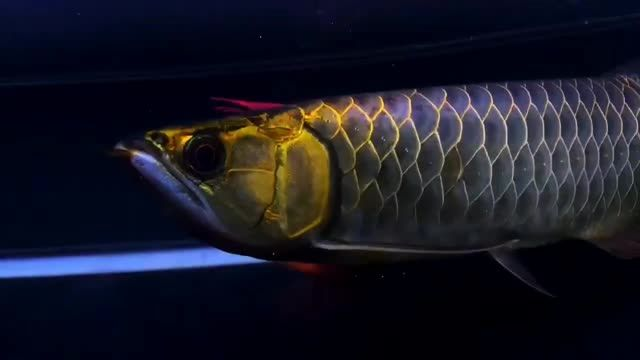 牛逼藍珀藍底過背金龍魚，\"牛逼藍珀藍底過背金龍魚，揭秘藍珀中的極品——牛逼藍珀金龍魚的傳奇
