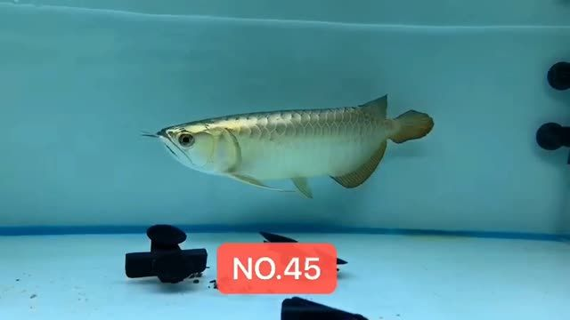 2025年8月31日高端藍底過背金龍魚以創紀錄價格成交