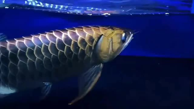 [2025]精品還是極品藍底過背金龍魚：藍底過背金龍魚