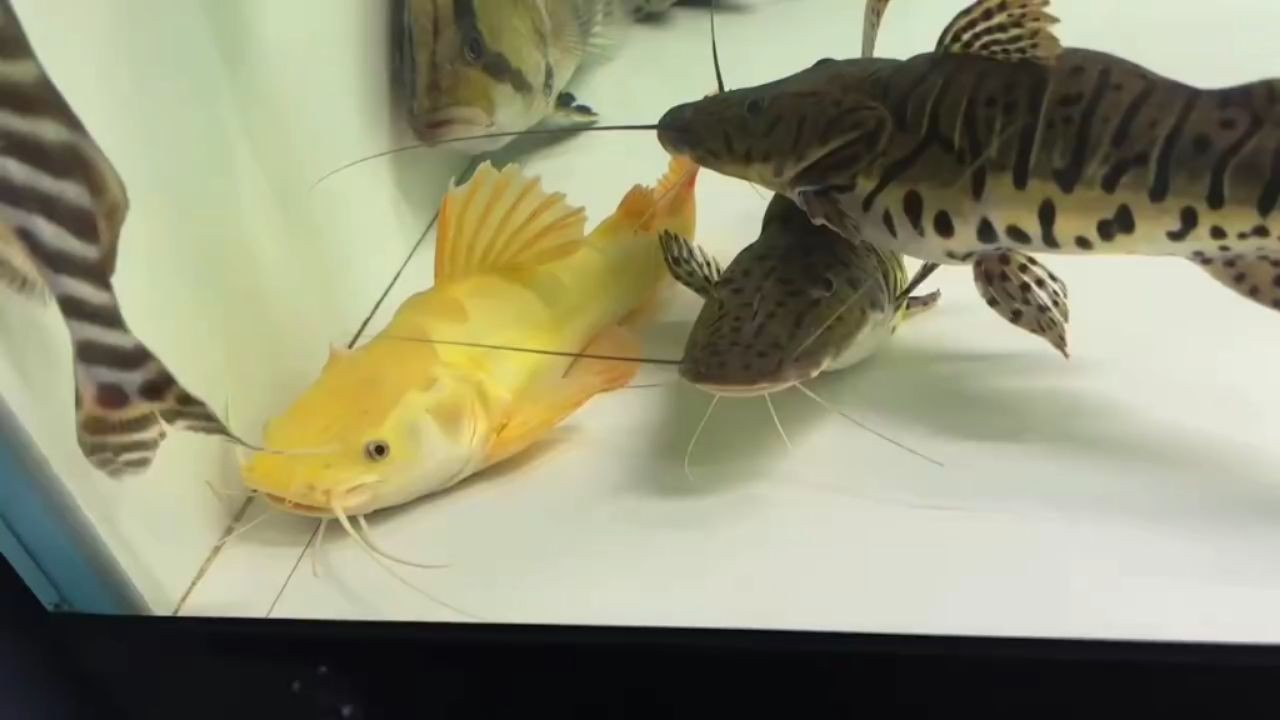 [2025]15cm小黃金貓魚：15cm小黃金貓魚養(yǎng)殖技術(shù)與管理方法