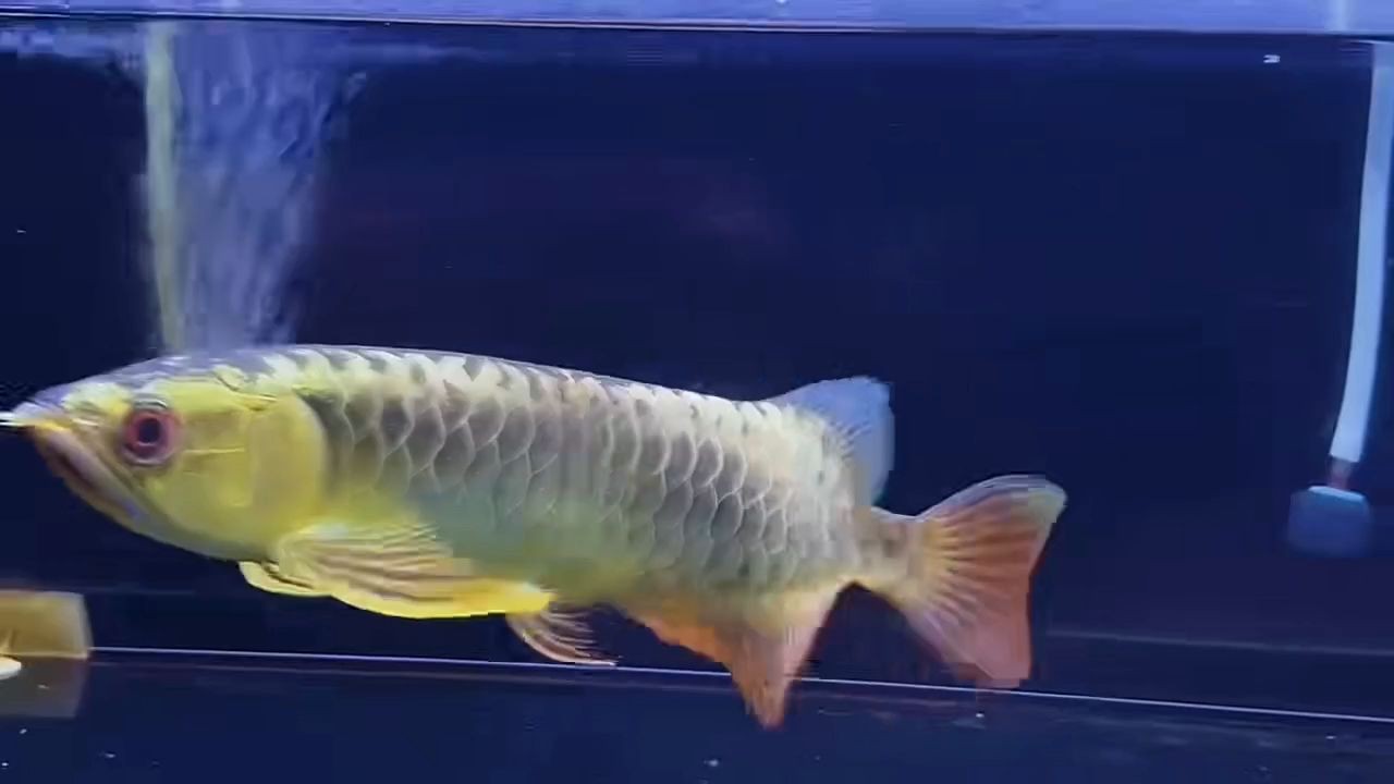 25公分滿盔金龍魚：25公分金龍魚 25公分滿盔金龍魚：25公分金龍魚 金龍魚