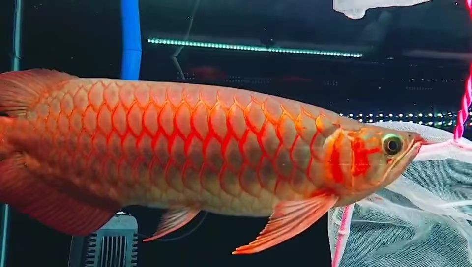 翹頭戰車漂亮體型紅龍魚，關刀下掛胸鰭，夠肥：翹頭戰車紅龍魚 翹頭戰車漂亮體型紅龍魚，關刀下掛胸鰭，夠肥：翹頭戰車紅龍魚 戰車紅龍魚