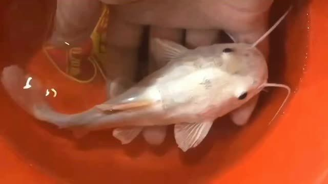 祥龍魚場獨家黃金貓魚各尺寸都有：祥龍魚場提供各種尺寸的黃金貓魚包括大、中和小號 祥龍魚場獨家黃金貓魚各尺寸都有：祥龍魚場提供各種尺寸的黃金貓魚包括大、中和小號 黃金貓魚