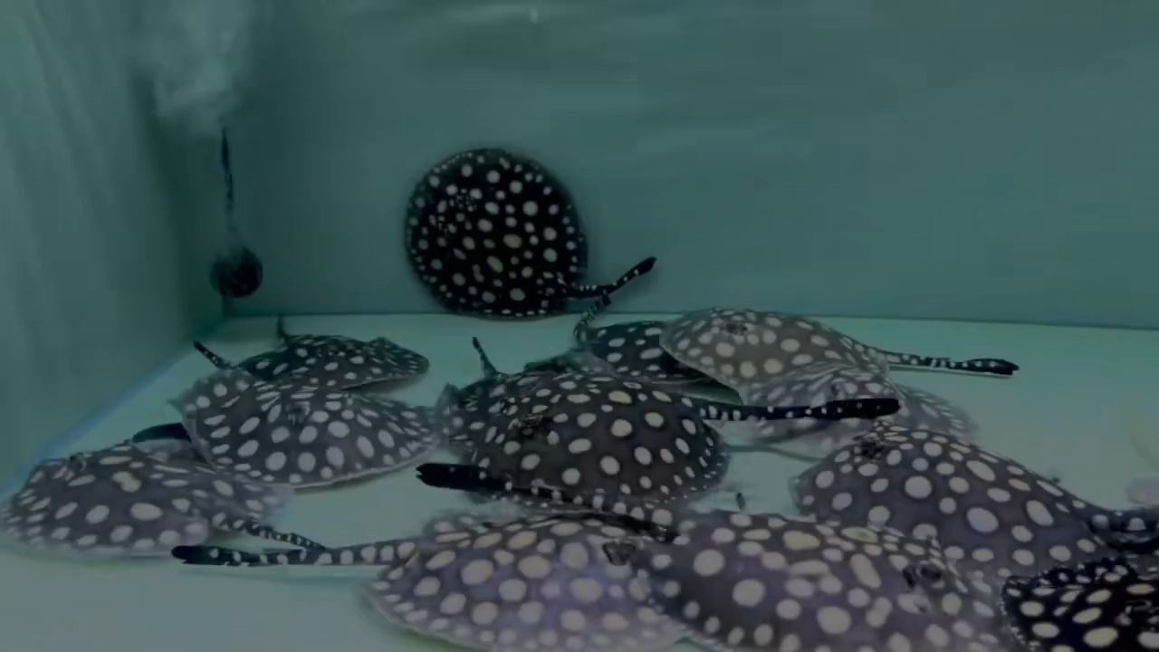 喂豬！馬來西亞鴨屎魟魚：探究馬來西亞鴨屎魟魚 喂豬！馬來西亞鴨屎魟魚：探究馬來西亞鴨屎魟魚 馬來西亞BD魟魚