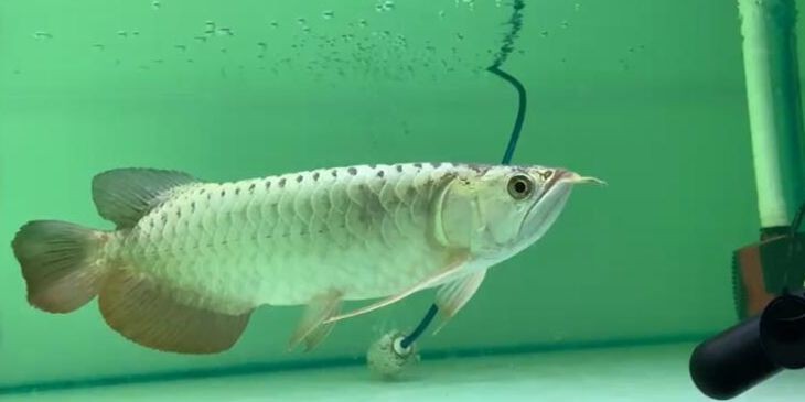 藍珀藍底過背金龍魚6，祥龍魚場品牌龍魚，藍珀藍底過背金龍魚6，祥龍魚場推出新款藍珀藍底過背金龍魚6 藍珀藍底過背金龍魚6，祥龍魚場品牌龍魚，藍珀藍底過背金龍魚6，祥龍魚場推出新款藍珀藍底過背金龍魚6 藍底過背金龍魚