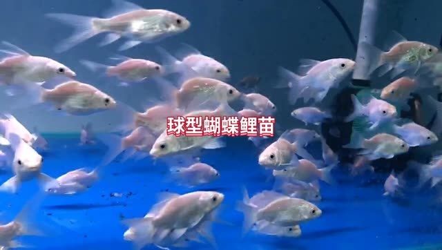 球型蝴蝶鯉苗：球型蝴蝶鯉的養殖技巧 球型蝴蝶鯉苗：球型蝴蝶鯉的養殖技巧 養殖場魚苗批發