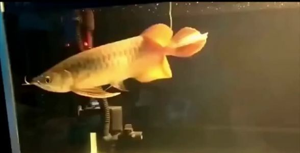 大湖紅龍魚——鰭大尾大，霸氣盡顯！水族之巔，養殖首選，領略非凡魅力！