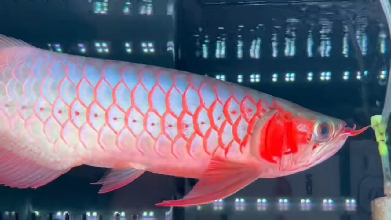 [2025]超血白玉紅龍魚(yú)：超血白玉紅龍魚(yú)的養(yǎng)殖方法，20250719超血白玉紅龍魚(yú)養(yǎng)殖技術(shù)解析，環(huán)境調(diào)控與飼育