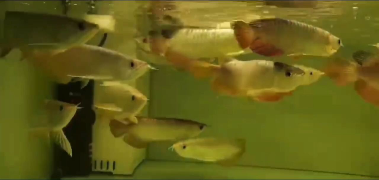 小小過背金龍魚：小小過背金龍魚的飼養 小小過背金龍魚：小小過背金龍魚的飼養 過背金龍魚