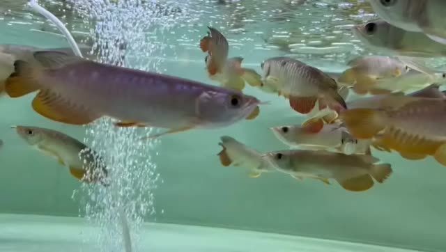 16-17cm小高背金龍魚苗：16-17cm小高背金龍魚苗&amp;nbsp