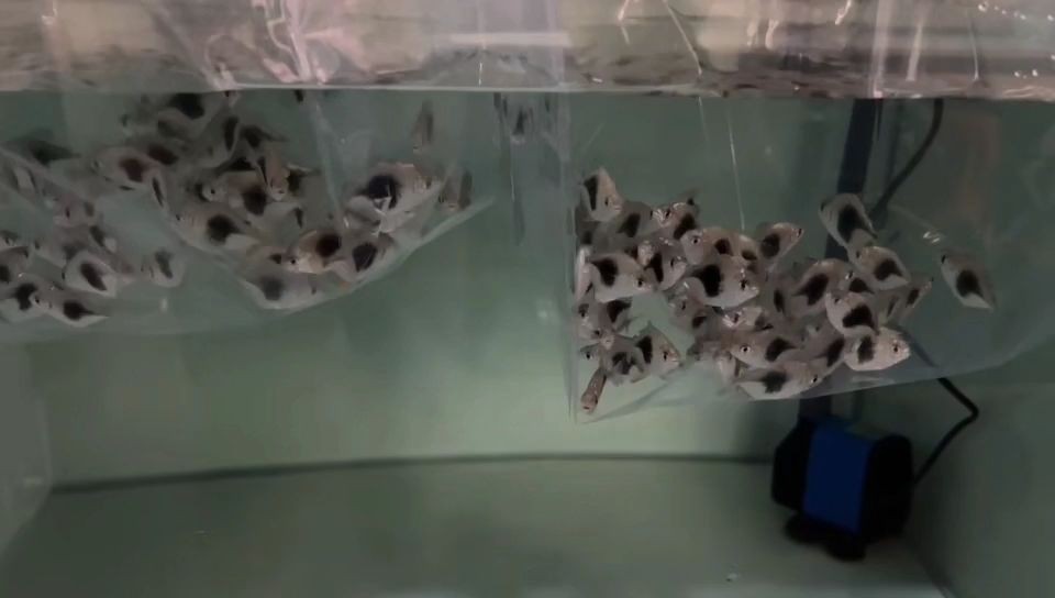祥龍魚場小黑桃a魚苗批發,小黑桃a魚苗批發,祥龍魚場優質小黑桃A魚苗批發,祥龍魚場優質小黑桃A魚苗批發 黑桃A魚 祥龍魚場小黑桃a魚苗批發,小黑桃a魚苗批發,祥龍魚場優質小黑桃A魚苗批發,祥龍魚場優質小黑桃A魚苗批發 祥龍魚場小黑桃a魚苗批發,小黑桃a魚苗批發,祥龍魚場優質小黑桃A魚苗批發,祥龍魚場優質小黑桃A魚苗批發 黑桃A魚