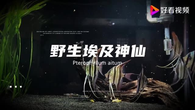 詳細閱讀:廣州野生埃及神仙魚:廣州野生埃及神仙魚批發野生埃及神仙魚批發 廣州野生埃及神仙魚:廣州野生埃及神仙魚批發野生埃及神仙魚批發