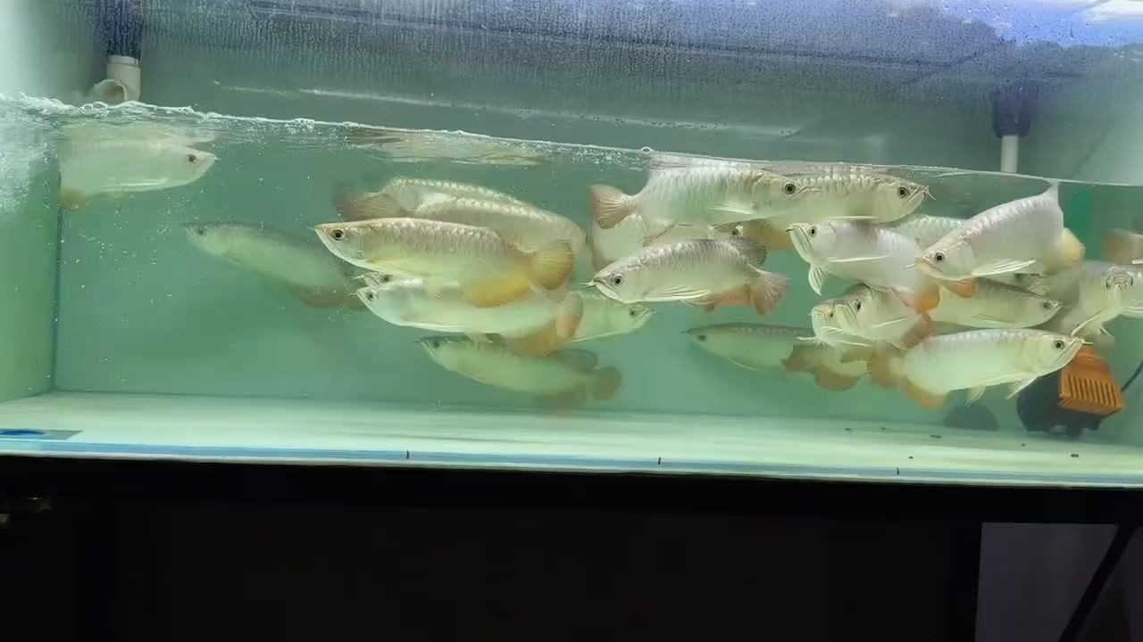 大尺寸過背金龍魚批發：大尺寸的過背金龍魚批發