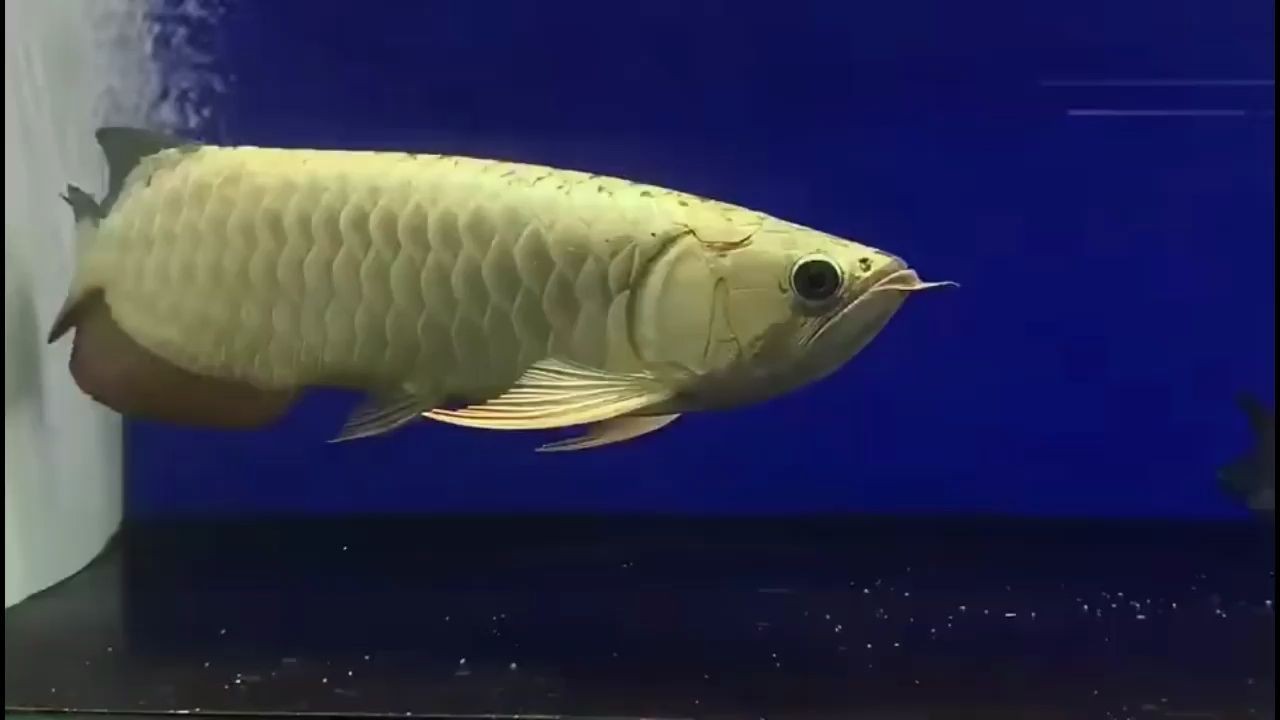 20251219高端金頭過背金龍魚：20251219高端金頭過背金龍魚養殖技術與市場趨勢