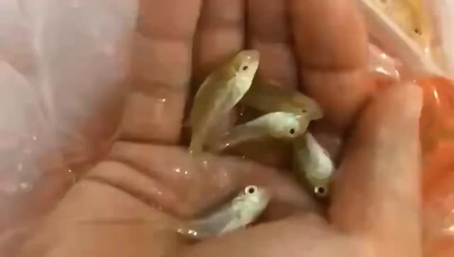 [2025]白子關刀苗批發：白子關刀苗批發是指將大量白子關刀苗進行批量銷售 [2025]白子關刀苗批發：白子關刀苗批發是指將大量白子關刀苗進行批量銷售 龍魚論壇