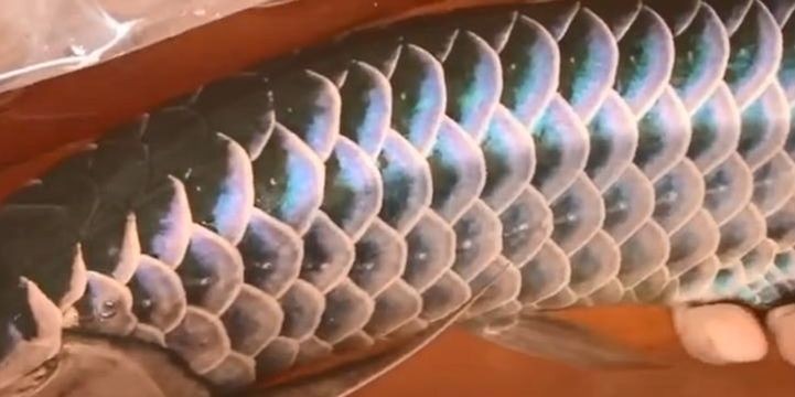 [2025]背部欣賞藍底過背金龍魚：藍底過背金龍魚，2025.07.19藍底過背金龍魚