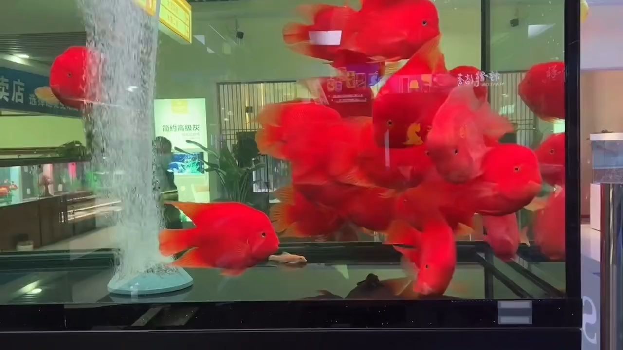 財(cái)神鸚鵡魚批發(fā)2025：2025財(cái)神鸚鵡魚批發(fā)