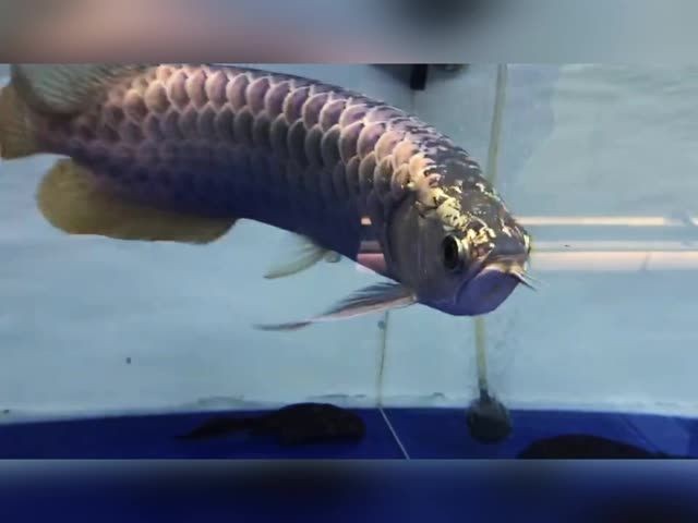 寬體藍底過背金龍魚：過背金龍魚的養殖
