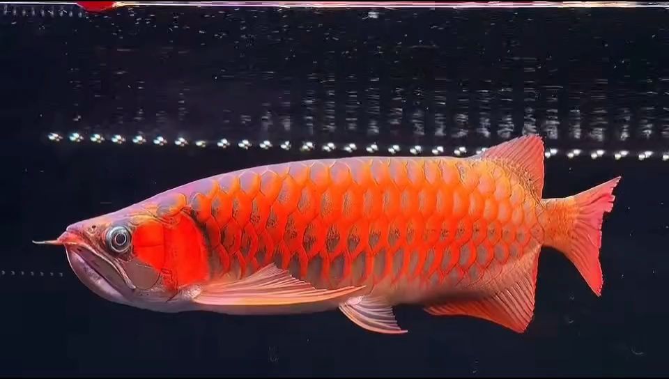 [2025]47-48公分鯊魚嘴鼓喉戰車紅龍魚：動物圖集：紅龍魚，20250719特輯，47-48cm鯊魚嘴鼓喉戰車紅龍魚圖
