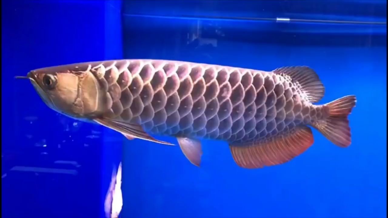 詳細閱讀:極品古典過背金龍魚:極品古典過背金龍魚的介紹 極品古典過背金龍魚:極品古典過背金龍魚的介紹