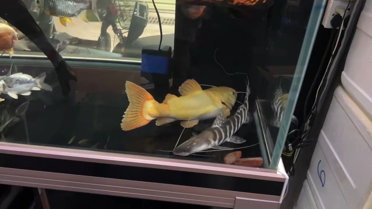 祥龍黃金貓魚，祥龍黃金貓魚是一款融合了傳統文化與現代工藝的寵物食品，祥龍黃金貓魚，傳統與現代工藝融合的寵物食品新選擇 祥龍黃金貓魚，祥龍黃金貓魚是一款融合了傳統文化與現代工藝的寵物食品，祥龍黃金貓魚，傳統與現代工藝融合的寵物食品新選擇 黃金貓魚