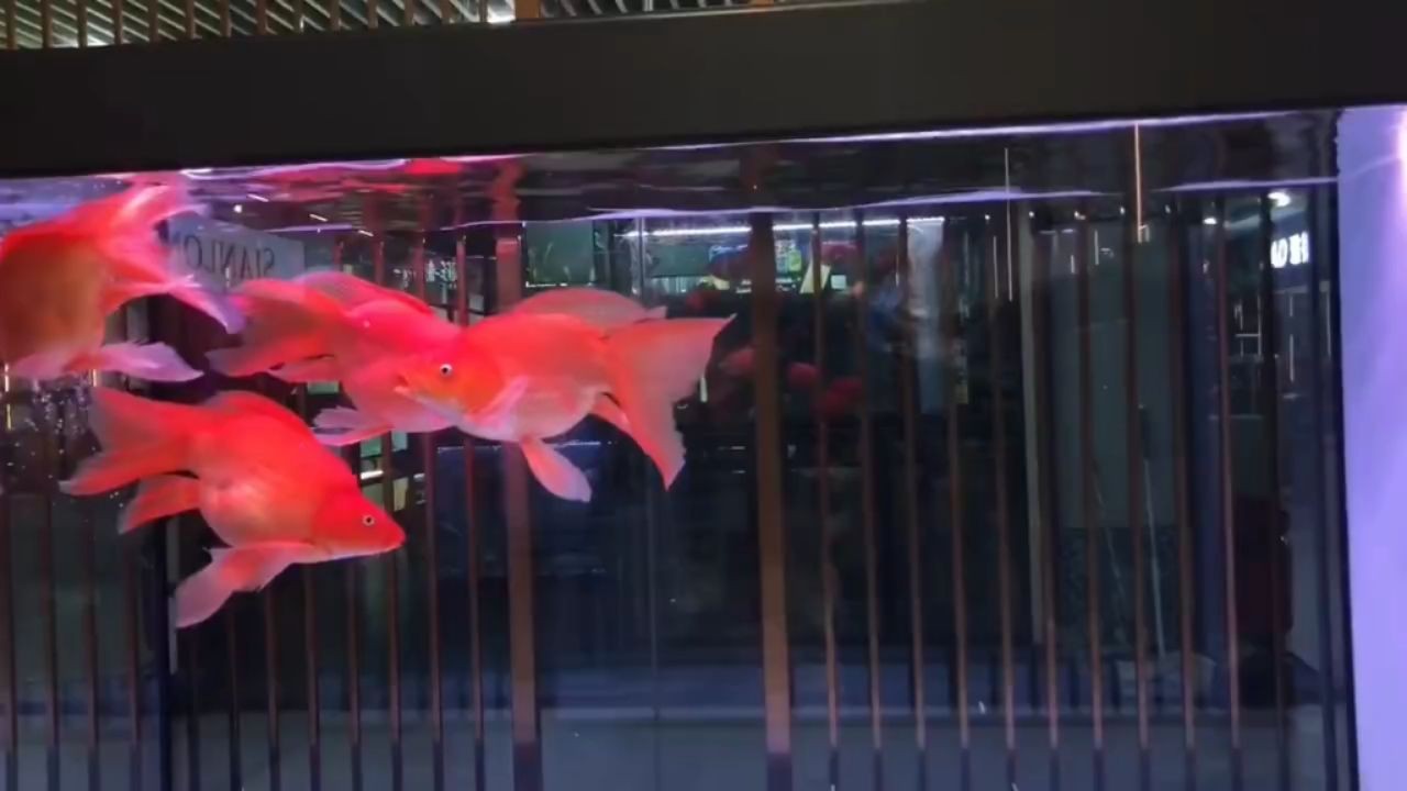 紅蝴蝶鯉魚：紅蝴蝶鯉魚日常護理的建議以確保它們的健康和福祉 紅蝴蝶鯉魚：紅蝴蝶鯉魚日常護理的建議以確保它們的健康和福祉 蝴蝶鯉
