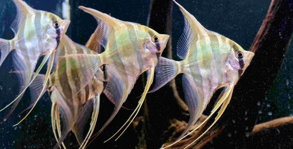 詳細閱讀:埃及神仙魚:神秘優雅的水中貴族,養殖與欣賞指南 埃及神仙魚:神秘優雅的水中貴族,養殖與欣賞指南