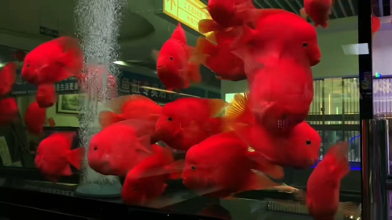 [2025]迎新年請(qǐng)財(cái)神魚：新年請(qǐng)財(cái)神魚