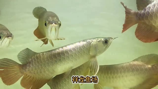 [2025]28公分過背金龍魚：28公分過背金龍魚\&amp;amp;quot;觀賞魚