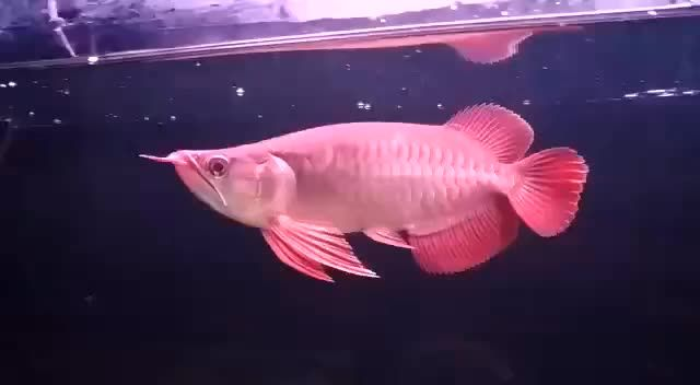 短身紅龍魚價格不高：短身紅龍魚價格不高，價格不高 短身紅龍魚價格不高：短身紅龍魚價格不高，價格不高 短身紅龍魚