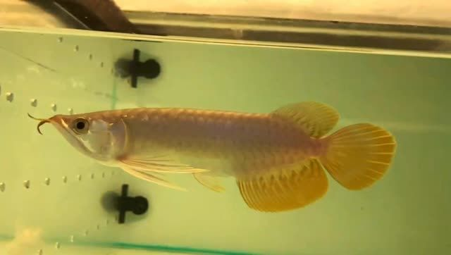 315體型不錯(cuò)的紅龍魚：315厘米長(zhǎng)的紅龍魚 315體型不錯(cuò)的紅龍魚：315厘米長(zhǎng)的紅龍魚 混養(yǎng)魚（配魚）