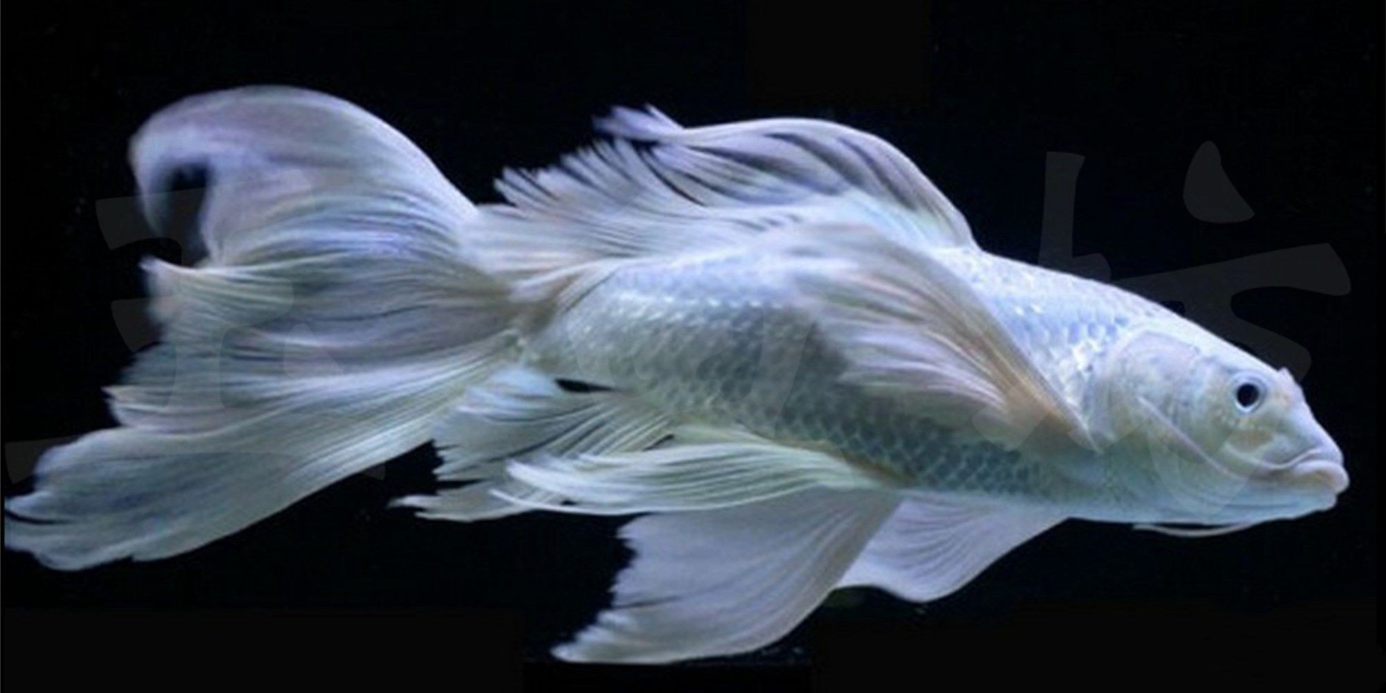 [2025]蝴蝶鯉：蝴蝶鯉是一種淡水魚類，20250719蝴蝶鯉，淡水觀賞魚中的靈動精靈