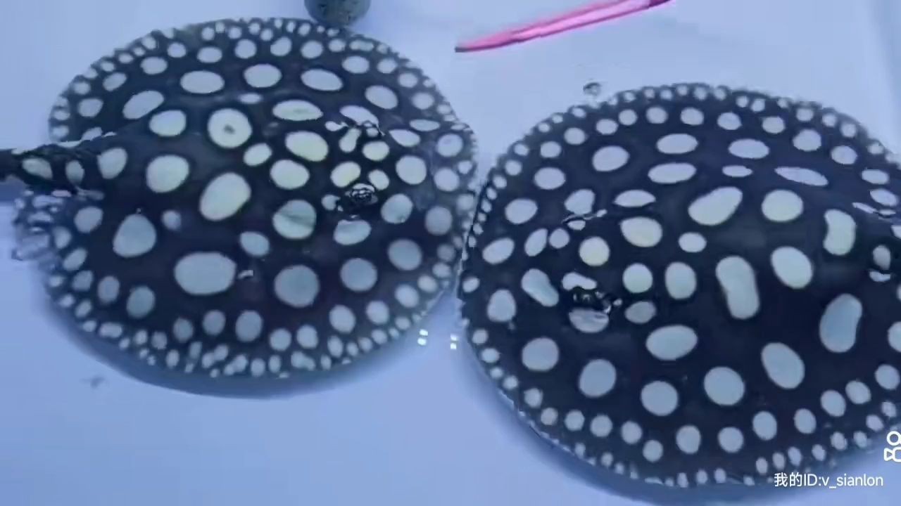 [2025]2025精品皇冠黑白魟魚一對：2025年精品皇冠黑白魟魚一對