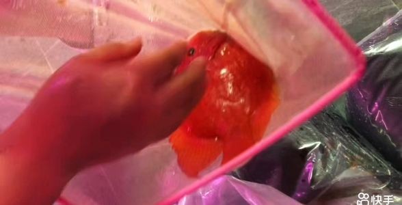 [2025]元寶鸚鵡魚，水族箱中的“財富象征”與飼養秘籍，元寶鸚鵡魚，水族箱里的招財萌寵與飼養全攻略，元寶鸚鵡魚，水族箱中的招財萌寵與飼養全攻略，元寶鸚鵡魚，水族箱中的招
