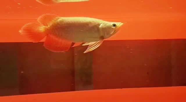 火焰尾翹頭短身紅龍魚：火焰尾翹頭短身紅龍魚因其獨特的外觀和色彩而受到人們的喜愛 火焰尾翹頭短身紅龍魚：火焰尾翹頭短身紅龍魚因其獨特的外觀和色彩而受到人們的喜愛 短身紅龍魚