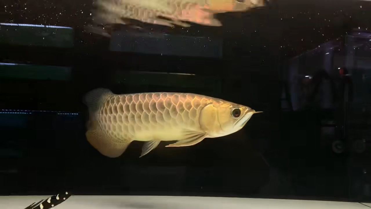 古典過背金龍魚18529433237祥龍魚場，古典過背金龍魚，古典過背金龍魚優選——祥龍魚場精品鑒賞（18529433237），古典過背金龍魚精品鑒賞——祥龍魚場優選（18529433237）