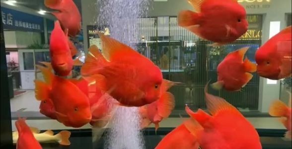 [2025]財(cái)神鸚鵡魚：水族箱中的吉祥象征與獨(dú)特魅力