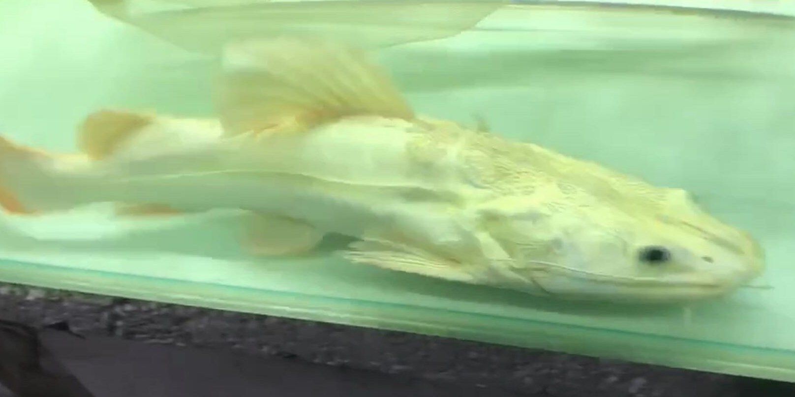 黃金貓魚：黃金貓魚的飼養方法
