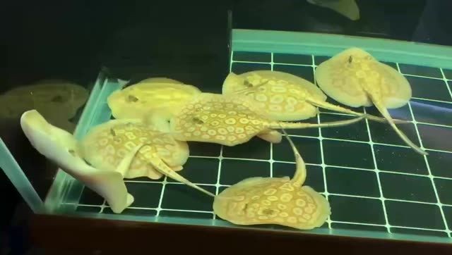 白子黑帝王魟魚現在價格親民：白子黑帝王魟魚價格親民 白子黑帝王魟魚現在價格親民：白子黑帝王魟魚價格親民 白子黑帝王魟魚