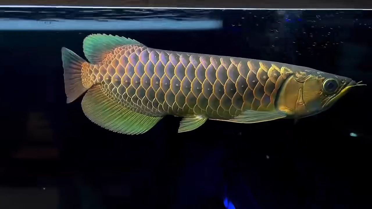[2025]原生古典過背金龍魚36-38公分，原生古典過背金龍魚，原生古典過背金龍魚，36-38公分的珍稀觀賞魚，2025.07.19原生古典過背金龍魚36-38cm珍稀
