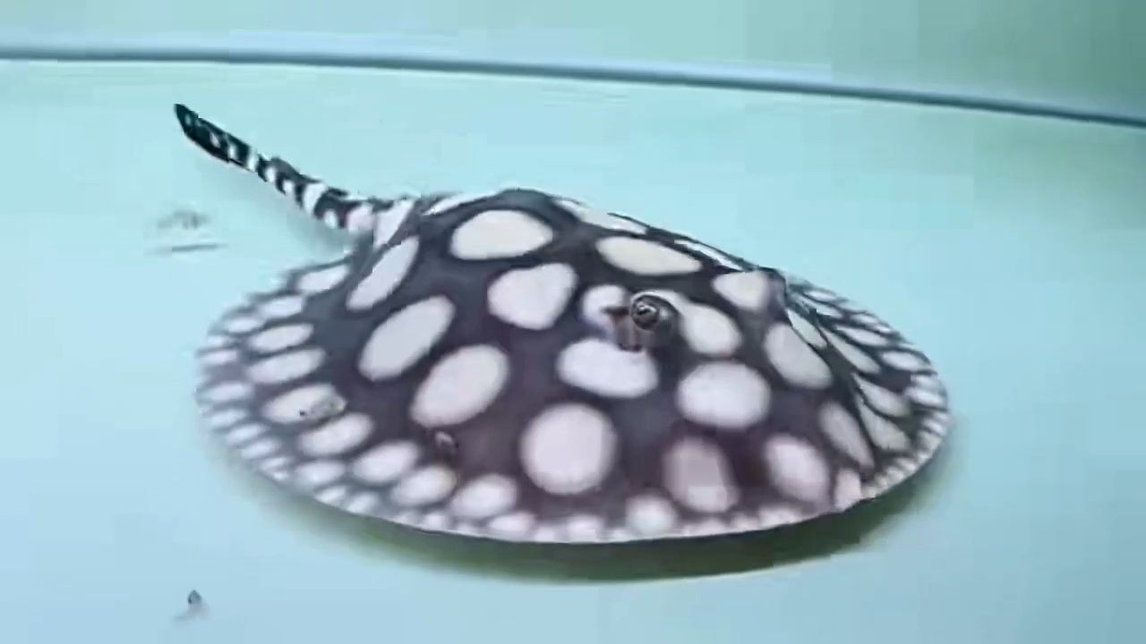 18公分321主點排列大點公極品皇冠黑白魟魚，18公分321主點公極品皇冠黑白魟魚不便宜還是個潛力股，18公分321主點公極品皇冠黑白魟魚，高價潛力股，18公分321主點公極品皇冠黑白魟魚，高價潛力股珍品