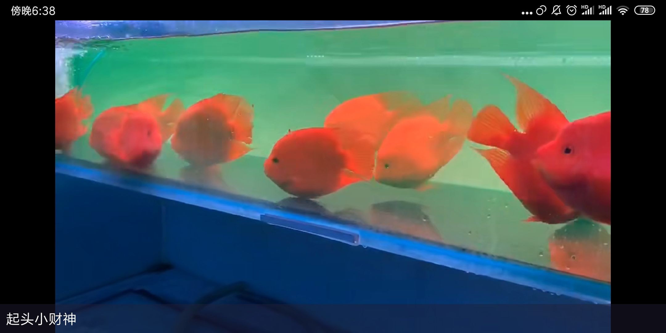 魚缸用增氧泵價格是多少:魚缸增氧機-xtrac增氧機-xtrac增氧機 小財神鸚鵡到貨:小財神鸚鵡到貨,這只活潑的鸚鵡以其獨特的色彩斑斕和歡快叫聲 財神鸚鵡魚 小財神鸚鵡到貨:小財神鸚鵡到貨,這只活潑的鸚鵡以其獨特的色彩斑斕和歡快叫聲 小財神鸚鵡到貨:小財神鸚鵡到貨,這只活潑的鸚鵡以其獨特的色彩斑斕和歡快叫聲 財神鸚鵡魚