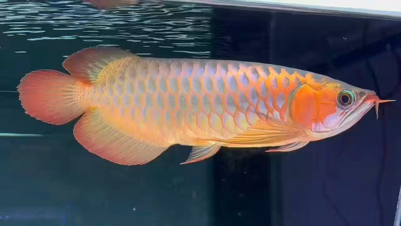 50+超血紅龍魚：50+超血紅龍魚是一群經(jīng)過特殊養(yǎng)殖和培育和培育的魚類 50+超血紅龍魚：50+超血紅龍魚是一群經(jīng)過特殊養(yǎng)殖和培育和培育的魚類 超血紅龍魚