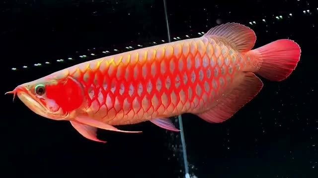 [2025]40公分體型完美超血紅龍魚：40公分體型的超血紅龍魚