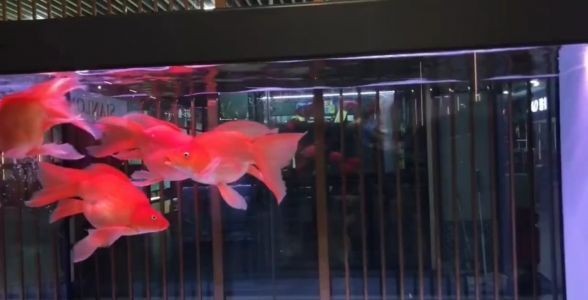 紅蝴蝶鯉魚：水族箱中的紅色精靈，優雅與活力的完美結合